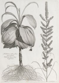 Helleborus albus, flore atro-rubente. Hellébore blanc, à fleur rouge-brune.