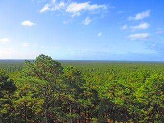 2013: View from the top of the fire tower on Apple Pie Hill. A canopy of pine trees stretches in every direction, as far as the horizon.