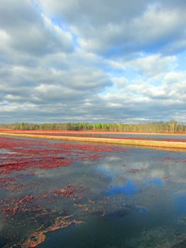 2014: A New Jersey cranberry bog.