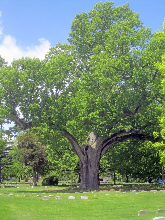 2013: Salem Oak Tree in the Friends Burial Ground, West Broadway. A lone survivor of the original forest, the tree is more than five hundred years old. It is believed that, under its branches in the fall of 1675, Quaker John Fenwick (1618–1683) held a general council with local Indian chiefs and negotiated the purchase of all surrounding lands for about twenty gallons of rum, eight knives, and three pairs of scissors. Fenwick's Colony occupied much of the current territory of Salem and Cumberland Counties.